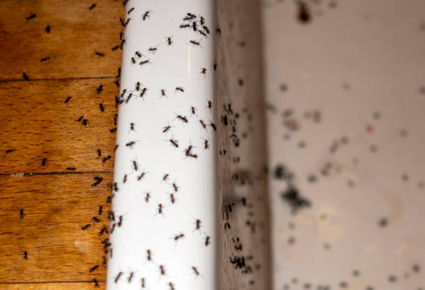 Wasp Removal Services in San Diego, CA