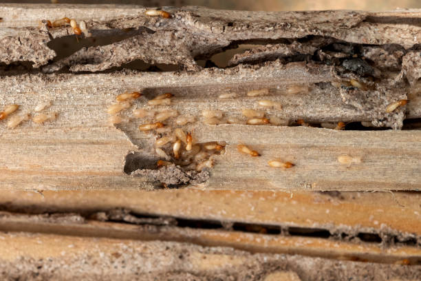 Best Pest Prevention Services  in San Diego, CA